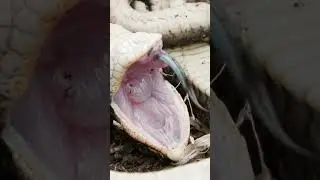The Zombie Snake Plays Dead! #NatureMagic #SnakeBehavior