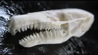 Large Townsend's Mole Skull (Scapanus townsendii)