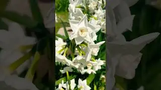 Suisen #spring #daffodils #youtubeshorts #shortsviral #springtime