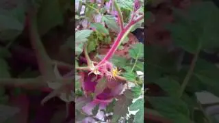 Pollinating Tomatoes