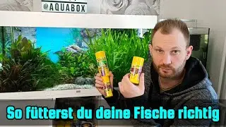 So f&uuml;tterst du deine Fische richtig | Fische im Aquarium richtig f&uuml;ttern.