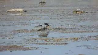 Red Knot, Piovanello maggiore (Calidris canutus) Ruff, Combattente (Philomachus pugnax)
