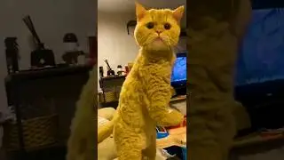 STRONG CAT 💪😼 #MEOW #CUTECAT #STRONGCAT #fyp