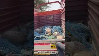 We Need Your Support | To save Street Dogs 🥺 #shorts #ngo #helpinghands #helping #shortsfeed