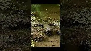 🎣 CRAZY Fish BITE! You WON'T Believe What Happened! 🤯🐟 #fishing #shorts