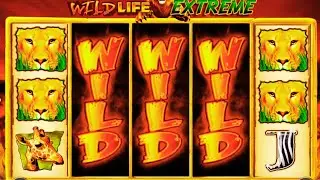 BIG WIN slot on WILD LIFE EXTREME Slot 🎰 | Savage Bonus Pays HUGE!