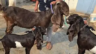 Yakutupura Hyderabadi 2 female quality breedline Sayeed al Jabari in hyderabad 