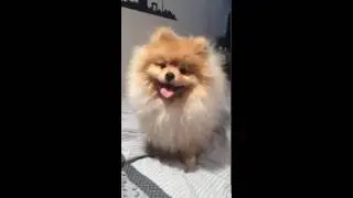 LUCKY Pomeranian. Spitz nain AMAZING
