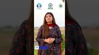silver city islamabad balloting 2024