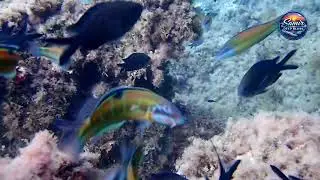 Colorful Fish Swimming Together Under the Sea | Peaceful Ocean Life