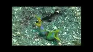 Manta Dive Gili Islands Indonesia