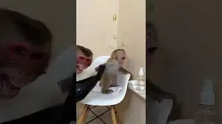 Relaxing baby monkey spa gone wrong 😂 #shorts #ytshorts #viral #babymonkey #monkey #cuteanimals