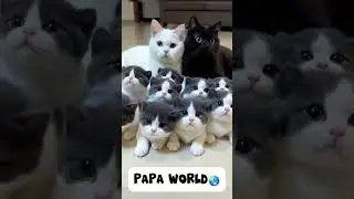son of kareesh 🤣 | #shorts #shortsfeed #animalfunny #animalvideos #funnycats #papaworld #viralvideo