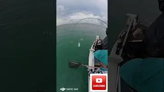 Light Gear vs Powerful Tropical Fish &ndash; This Hook-Up Got Wild! #fishing #lure #lighttackle