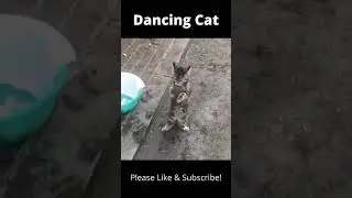 Dancing Cat