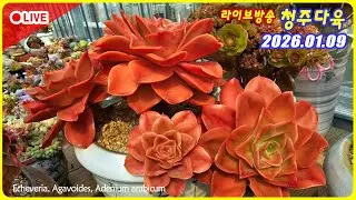 다육이 라이브 방송!  리더 달타냥 반갑습니다.  #다육 #succulent #plants #다육이라방 #livestream #korean