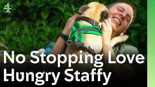 Lonely Staffy Meets Fifth Family Hoping To Be Saved | The Dog House 🐶