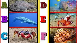 A to Z  Aquatic Animals | A to Z Sea Animals with Pictures | Aquatic Animals with pronunciation