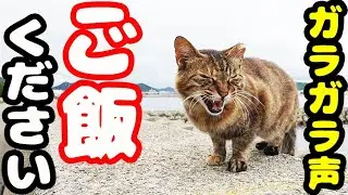 ガラガラ声ので鳴いていた猫にご飯をあげると・・・ さくらねこへのエサやり【視聴だけでも猫を助けることになります】支援者様 視聴者様 猫たちに神のご加護を！