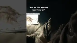 Hemi the Frenchie reacting to herself, she approved
