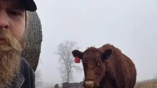 Time to let some cows go