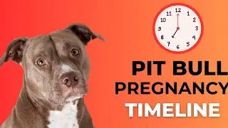 How Long is a Pit Bull Pregnant? 🐾 Pit Bull Pregnancy Guide