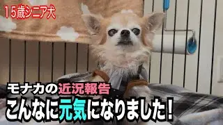 【シニア犬１５歳と３匹弟妹チワワとアラフィフ夫婦の楽しい日常！】