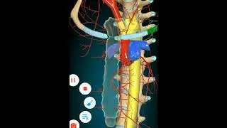 ANATOMICAL EVENTS AT THE STERNAL ANGLE BY DR SYLIVIA