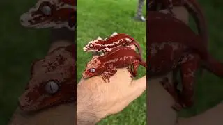 Deadpool Red Striped Gargoyle Geckos 🩸 #deadpool #gargoylegecko #reptiles