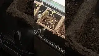 Seeing Black Henbane/Egyptian Henbane Seedlings Sprouting In Peat Cells.