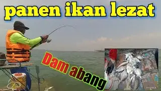 Mancing Dam abang || mancing patik