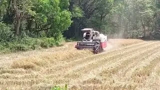 Kubota harvester high speed cutting Demo 😱 Deep mud working 🔥