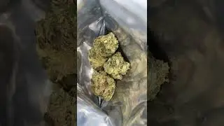 Durban Poison by culta 💨🤩🔥