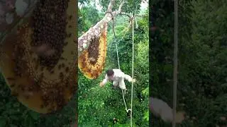 A single misstep during honey hunting almost cost him his life. #wildbees #dangeroushunt #fall #mic