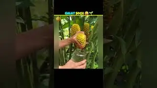 How Shampoo Is Made From Nature 🌿✨