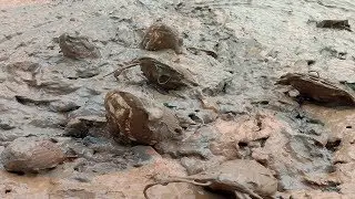 Unique Hand Fishing - Catching  Catfish in the Dry Hole