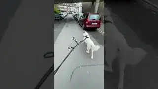 Husky loves to pull me on Rollerblades