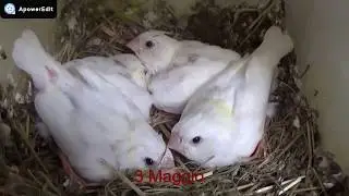 Crescita dei pulli di Diamante mandarino