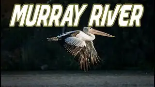 Why we LOVE the MURRAY RIVER, South Australia - short story -