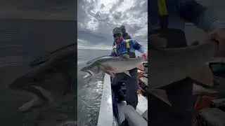 Nice Laker for Denis Isbister