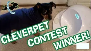 Ripley Wins CleverPet's Dog Puzzle Game Clip of the Week Contest!