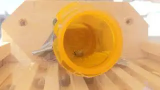 Our Mason Bees Are Hatching!