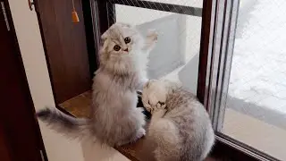 Котенок, который как сумасшедший трясется лопатой, когда видит снег, такой милый!
