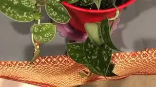 Silver Satin Pothos