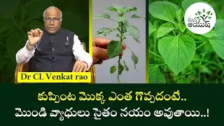 Kupintaku Health Benefits| Kupintaku Uses | Health Tips Telugu | Dr.C.L. Venkat Rao | Mana Ayush