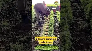 Fast-paced cilantro bundling techniques
