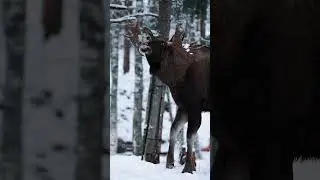 barasinga  swampdeer video #video