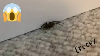 Vacuuming the Spider