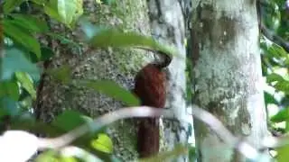 ARAPA&Ccedil;U-DE-BICO-COMPRIDO  -   AMAZ&Ocirc;NIA