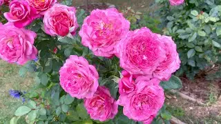 Floribunda Rose - Queen of Elegance (2nd year - 2nd flush)